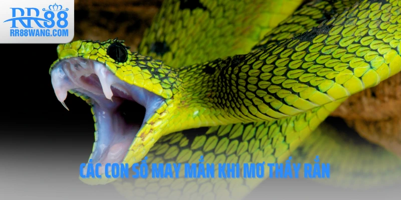 Các con số may mắn khi mơ thấy rắn Các con số may mắn khi mơ thấy rắn