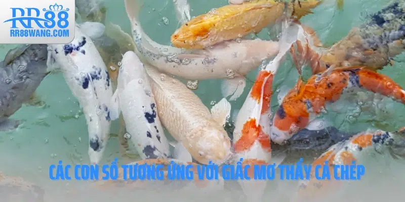 Các con số tương ứng với giấc mơ thấy cá chép Các con số tương ứng với giấc mơ thấy cá chép