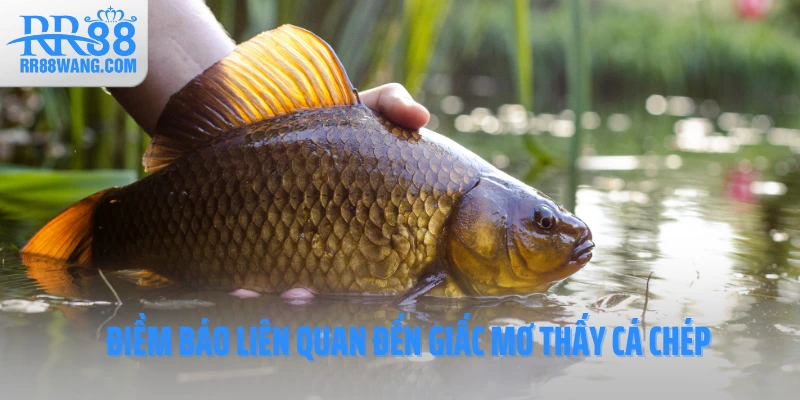 Điềm báo liên quan đến giấc mơ thấy cá chép Điềm báo liên quan đến giấc mơ thấy cá chép