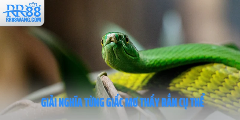 Giải nghĩa từng giấc mơ thấy rắn cụ thể Giải nghĩa từng giấc mơ thấy rắn cụ thể