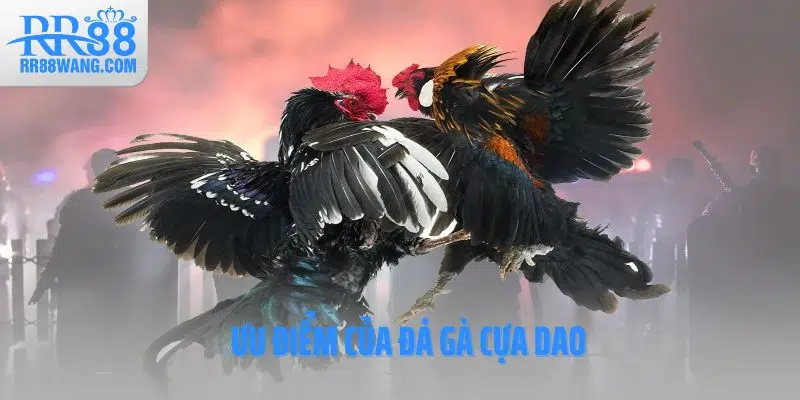 Ưu điểm của đá gà cựa dao Ưu điểm của đá gà cựa dao