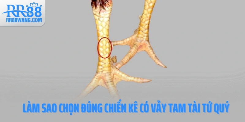 Làm sao chọn đúng chiến kê có vảy Tam Tài Tứ Quý Làm sao chọn đúng chiến kê có vảy Tam Tài Tứ Quý